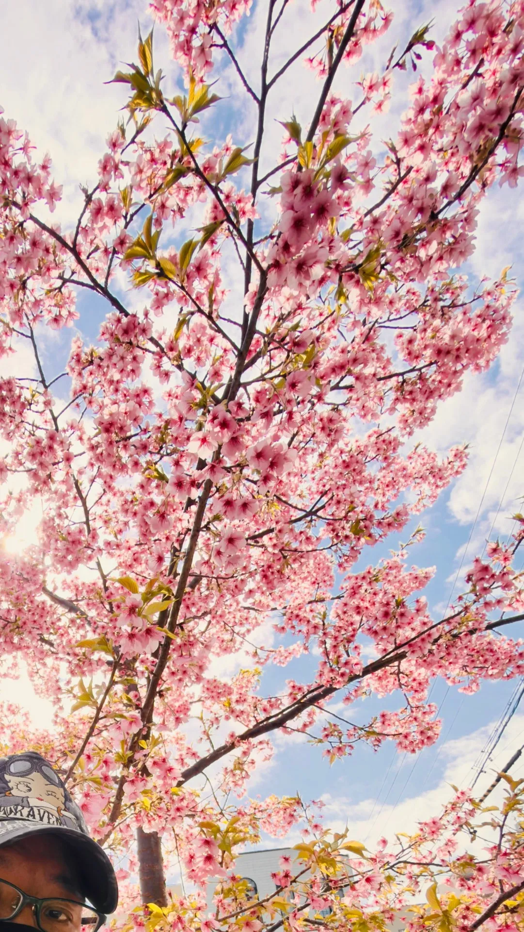静岡・河津桜を撮りに行った休日(中部横断道)